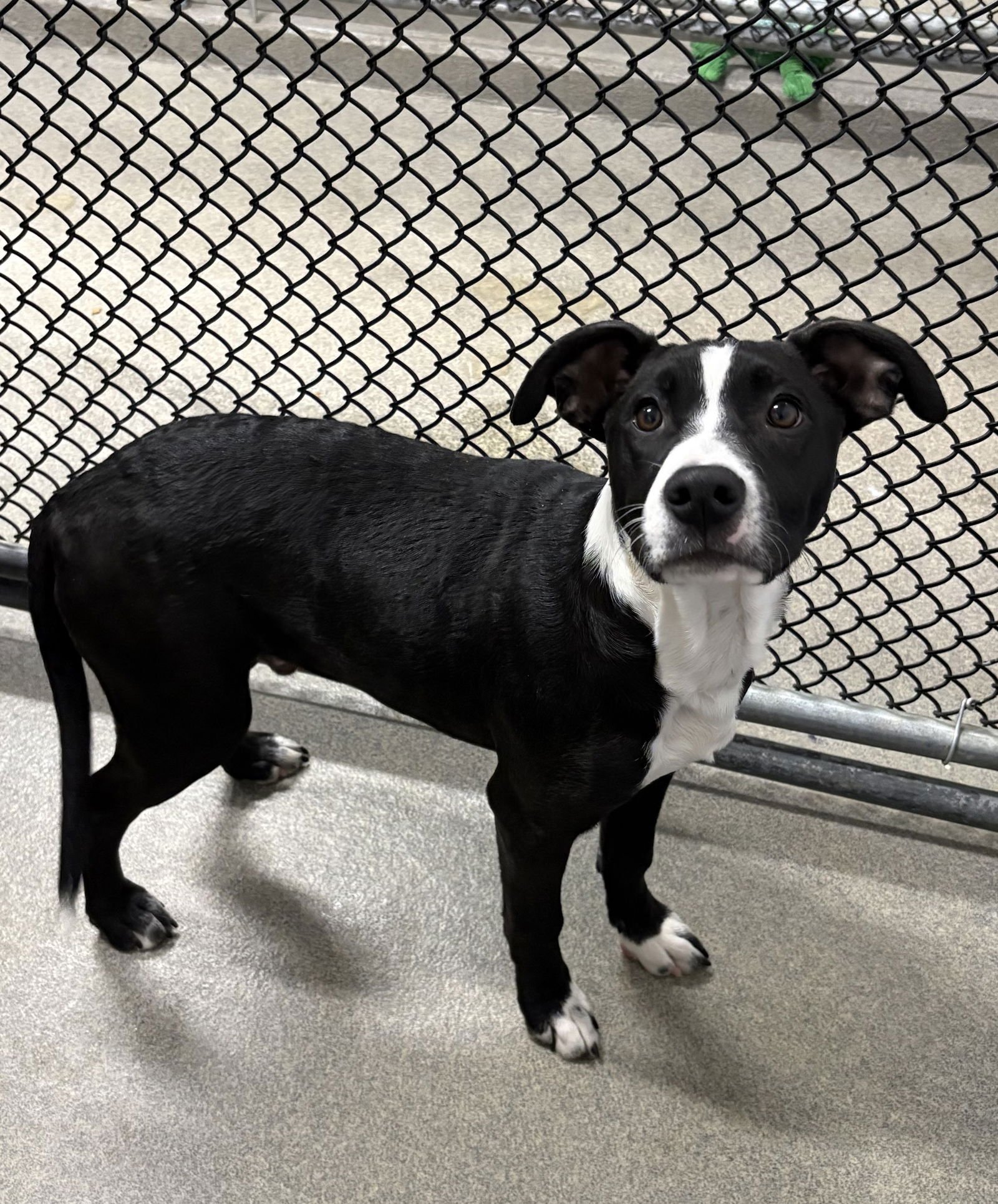 FOREMAN 4 MONTHS MALE - Border Collie available for adoption