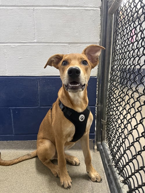 TOFFEE - Rhodesian Ridgeback available for adoption