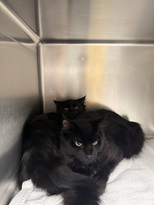 2 KITTENS 5MO AVA 10/2 - Domestic Medium Hair for adoption in Worcester