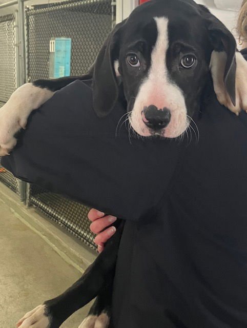 BASHFUL 13 WEEKS - Labrador Retriever available for adoption