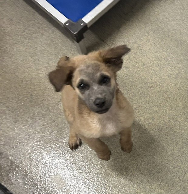 Curly 2 months male AVAILABLE 7/1 Image