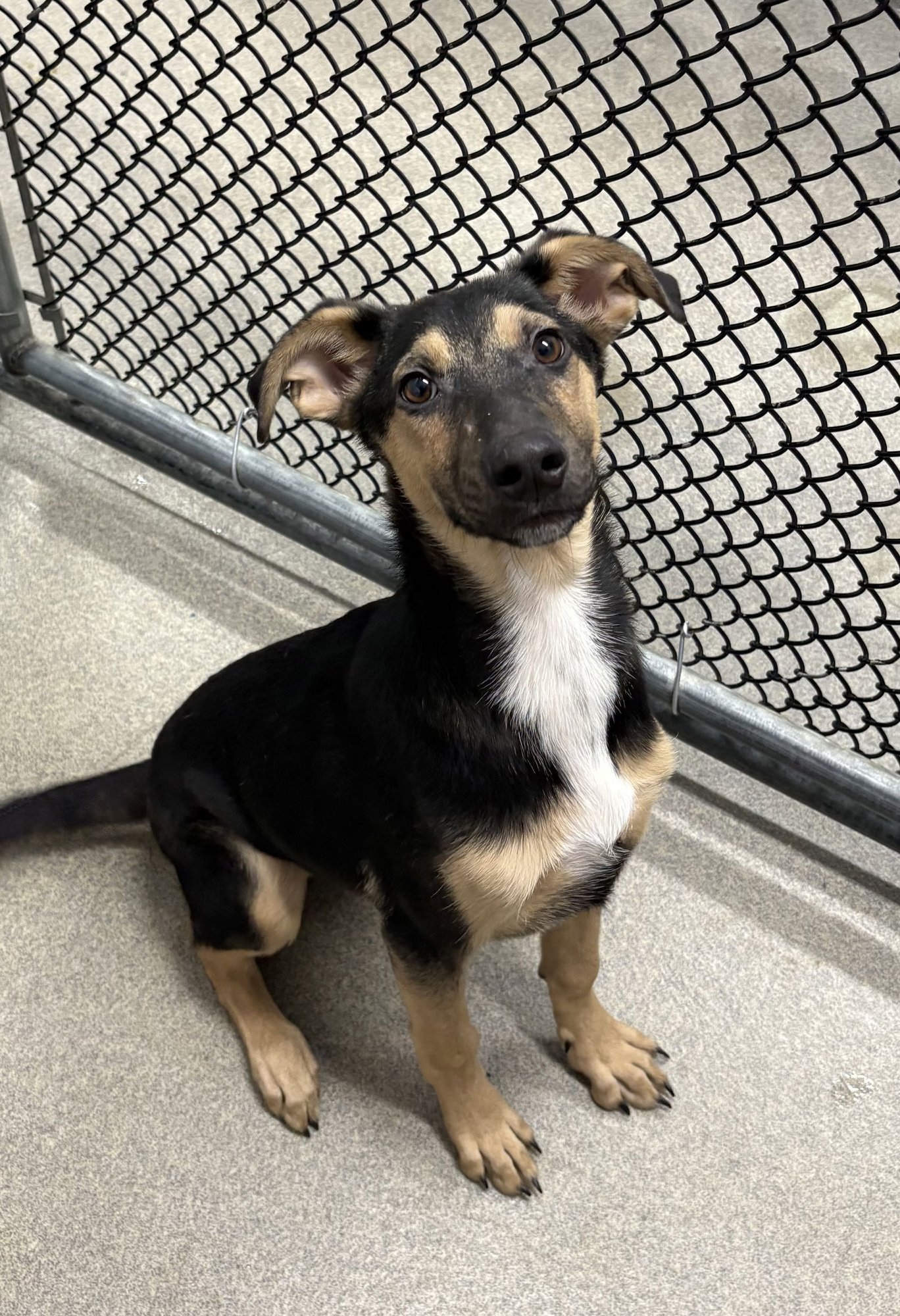 SMITH 4 MONTHS - Shepherd available for adoption