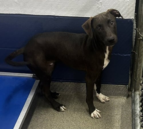ARTHUR 4 MONTHS AVAILABLE 8/19 - Labrador Retriever for adoption in Worcester