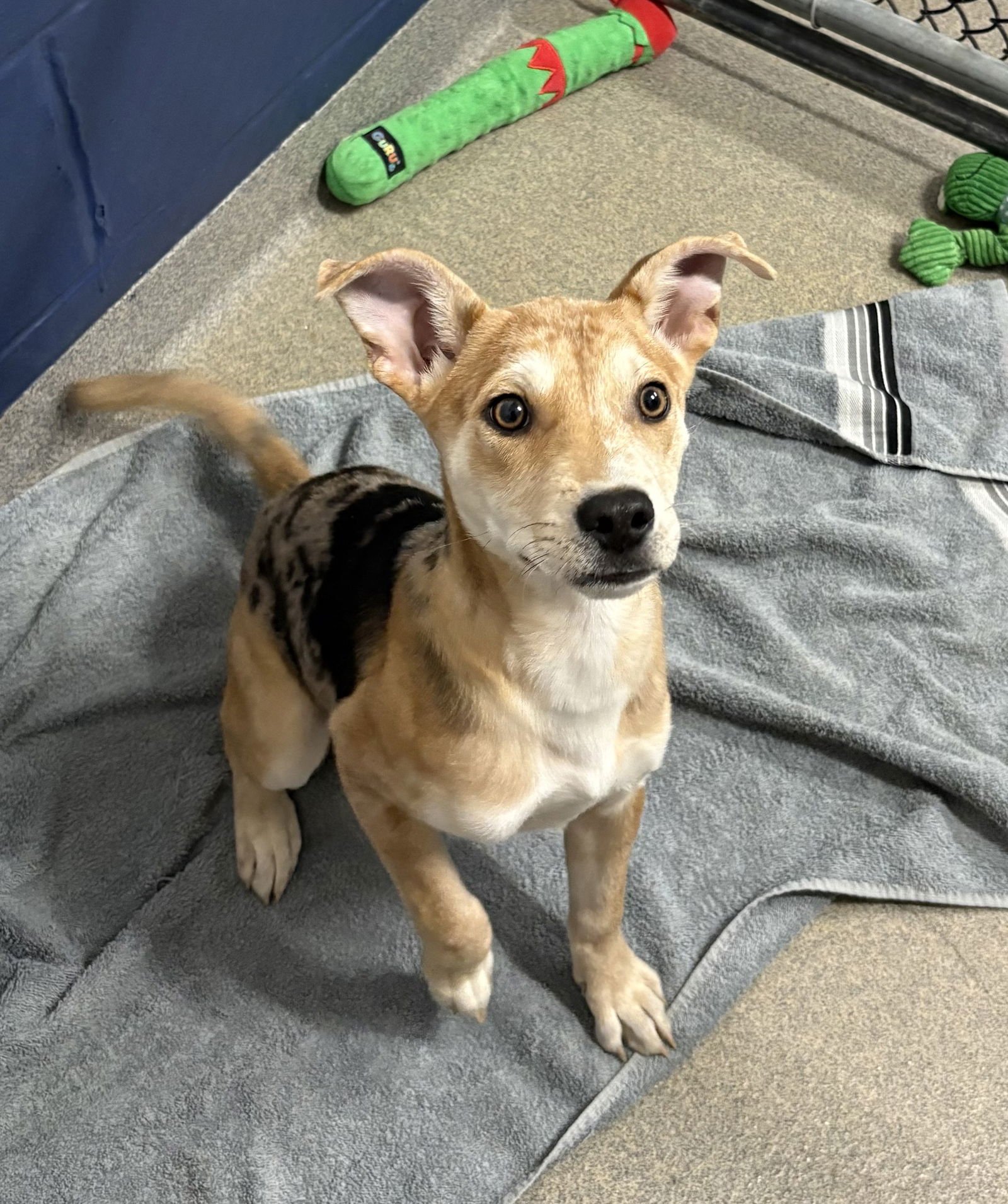 ROE 3 MONTHS - Unknown available for adoption