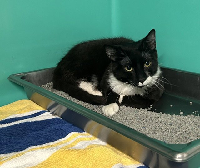 Tux 1 year male AVAILABLE 5/21 Image