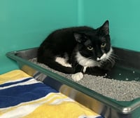 Tux 1 year male AVAILABLE 5/21 - Photo 1