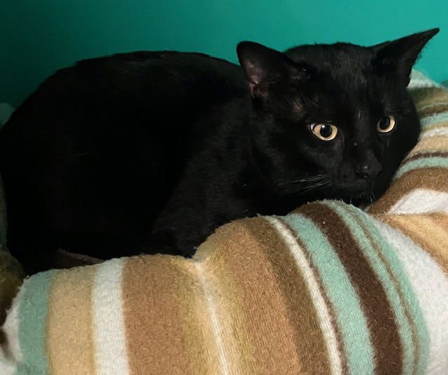 PEA 2 YR OLD - Domestic Short Hair available for adoption