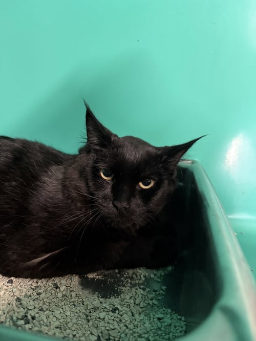 APOLO 5MO - Domestic Medium Hair available for adoption