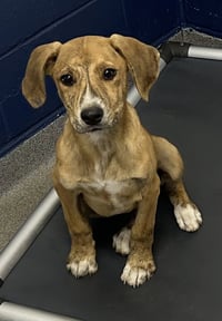 Tater 4 months male AVAILABLE 5/20 - Photo 1