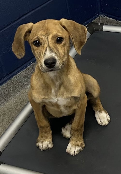 TATER 4 MONTHS MALE AVAILABLE 5/20 - Unknown for adoption in Worcester
