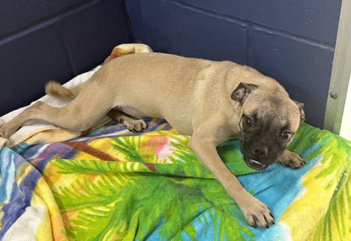 PIXEL 5 MONTHS NO YOUNG KIDS/NEEDS ANOTHER DOG - Chihuahua / Pug for adoption in Worcester