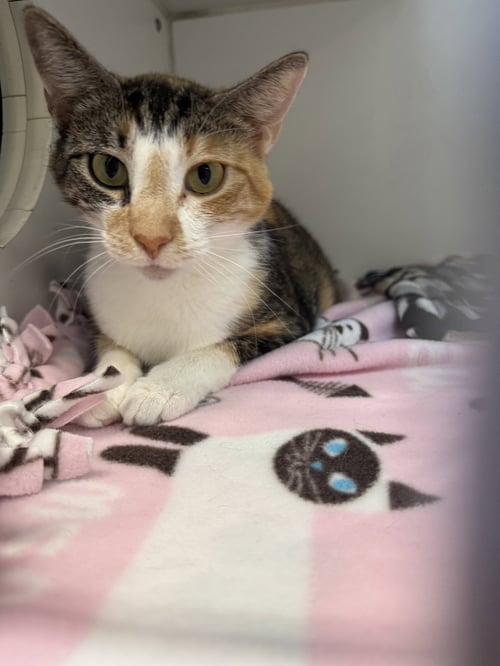 JASMINE 1 YR FEMALE