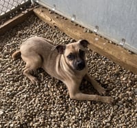 Tracey 5 months NO YOUNG KIDS/ NEEDS ANOTHER DOG - Photo 1