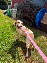 Ricky 1 year AVAILABLE 8/19 - Photo 2