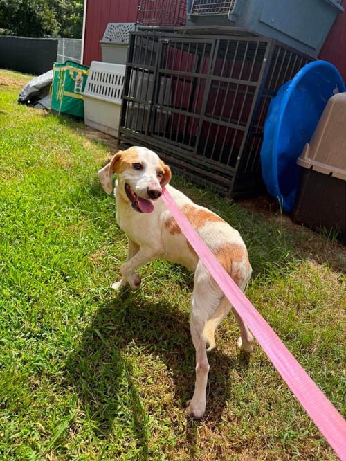 RICKY 1 YEAR AVAILABLE 8/19 - Beagle available for adoption