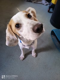 Ricky 1 year AVAILABLE 8/19 - Photo 1