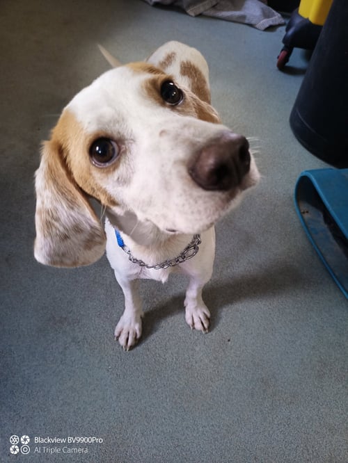 RICKY 1 YEAR AVAILABLE 8/19 - Beagle for adoption in Worcester