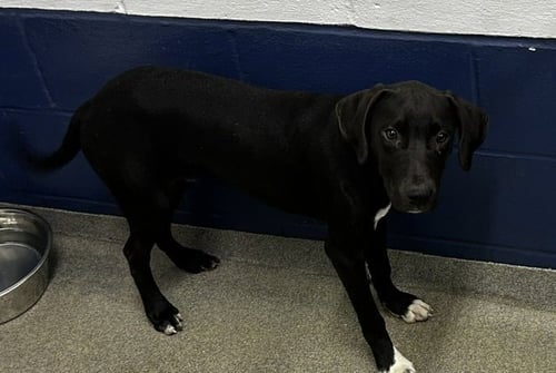 ABLE 4 MONTHS AVAILABLE 8/19 - Labrador Retriever for adoption in Worcester