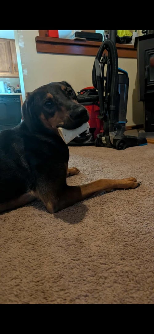 RYE- COURTESY POST NOT AT OUR SHELTER INFO ON PIC - Hound available for adoption