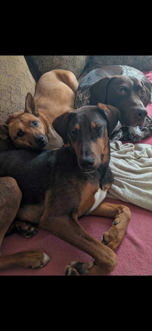RYE- COURTESY POST NOT AT OUR SHELTER INFO ON PIC - Hound available for adoption