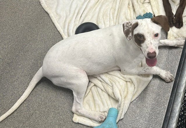 Cedar 5 months female AVAILABLE 7/24 Image
