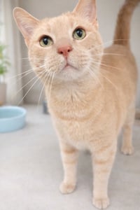 Pibbins 5 year male AVAILABLE 5/21 - Photo 1