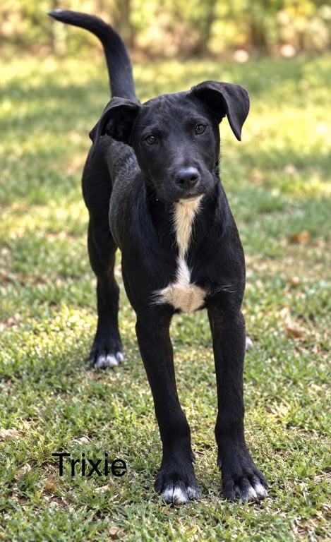 Trixie 7 months Image
