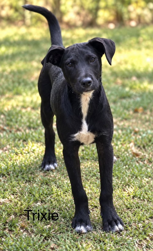 TRIXIE 7 MONTHS OLD - Labrador Retriever for adoption in Worcester