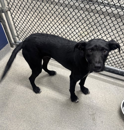 TRIXIE 7 MONTHS - Labrador Retriever available for adoption