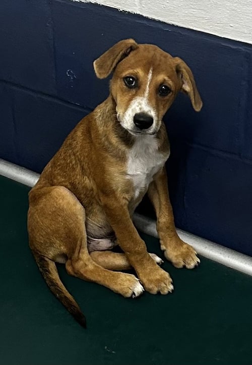 REMI 4 MONTHS MALE - Labrador Retriever for adoption in Worcester