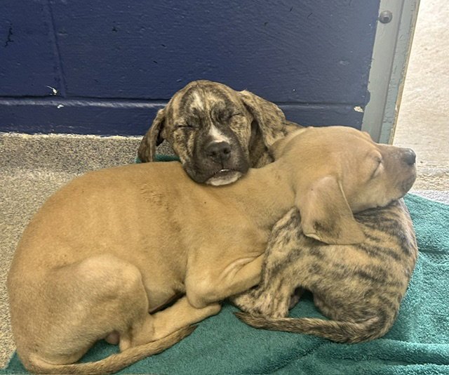 Kim 2 months AVAILABLE 5/20 Image