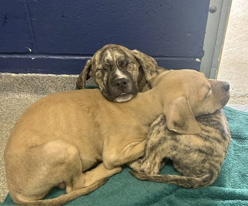 KIM 2 MONTHS AVAILABLE 5/20 - Unknown for adoption in Worcester