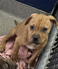 Kimber 2 months male AVAILABLE 5/20 - Photo 1