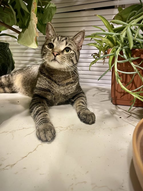 BOOKER 1 YEAR MALE AVAILABLE 5/21 - Domestic Short Hair for adoption in Worcester