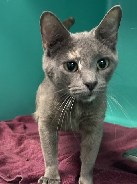 JULIA 6 MONTHS AVAILABLE 5/21 - Domestic Short Hair for adoption in Worcester