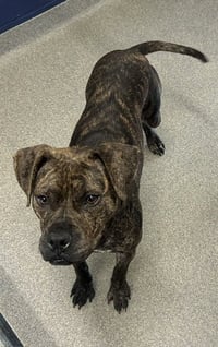 Poppy 2 years female AVAILABLE 5/20 - Photo 1