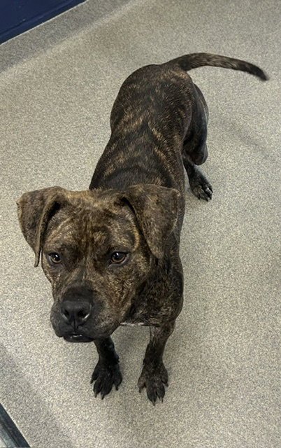 POPPY 2 YEARS FEMALE AVAILABLE 5/20 - Unknown for adoption in Worcester