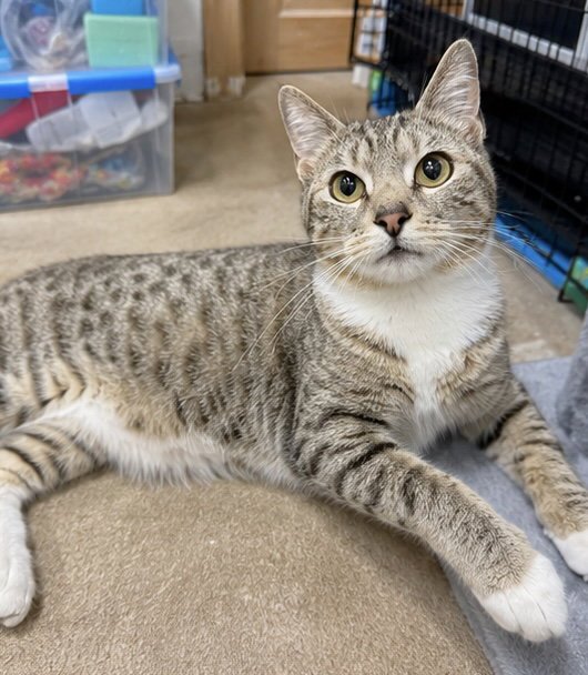 Greta 2 years AVAILABLE 5/21 Image