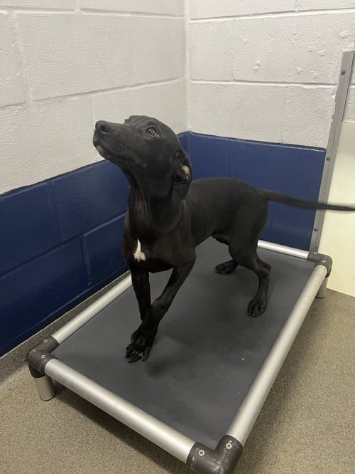 ALLEN 4 MONTHS AVAILABLE 8/19 - Labrador Retriever for adoption in Worcester