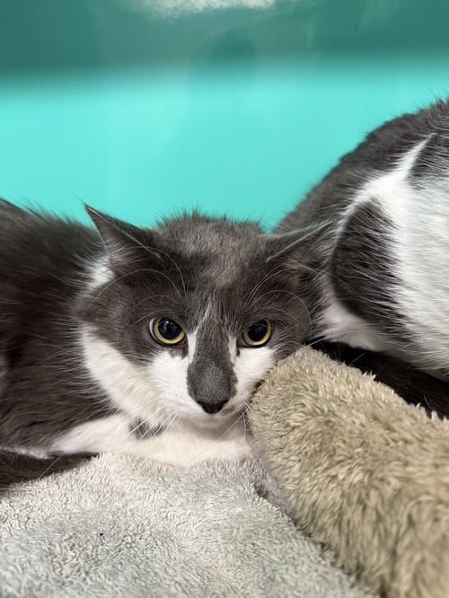 HAZEL 4YRS MALE - Domestic Short Hair available for adoption