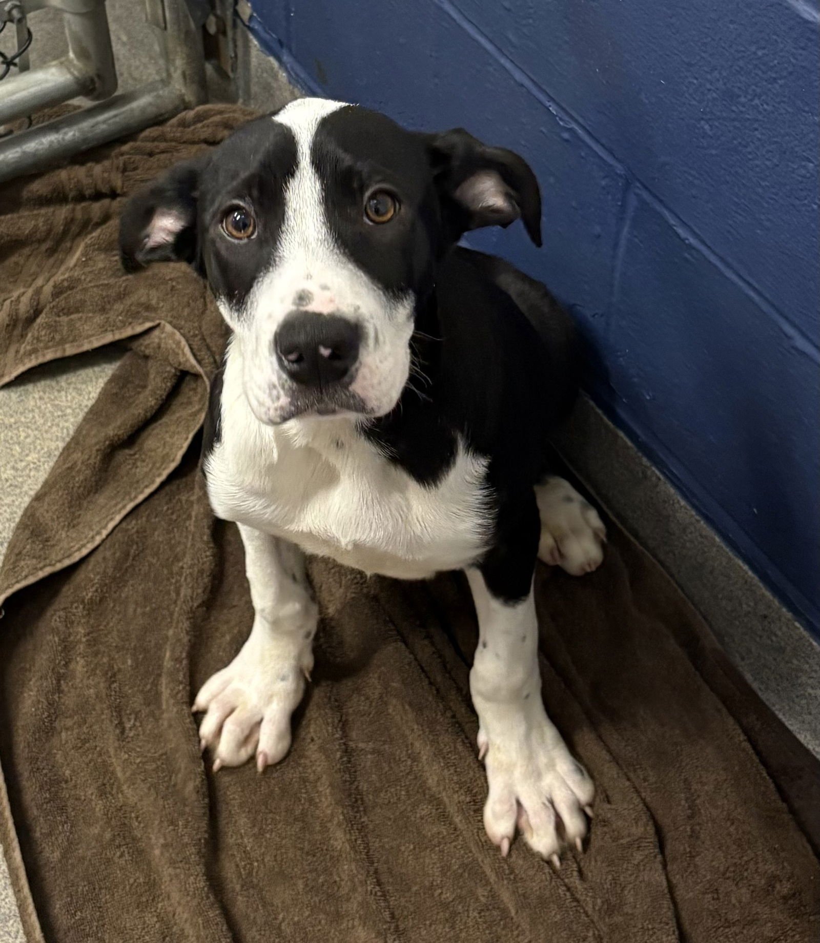 ROMEO 13 WEEKS - Labrador Retriever available for adoption