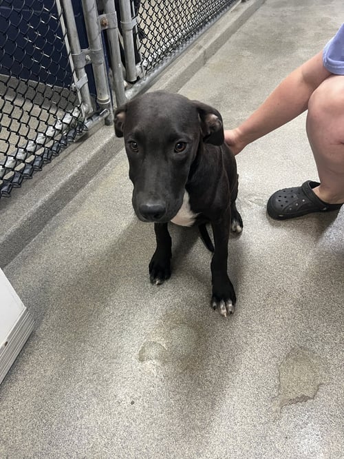 ART 4 MONTHS AVAILABLE 8/19 - Labrador Retriever for adoption in Worcester