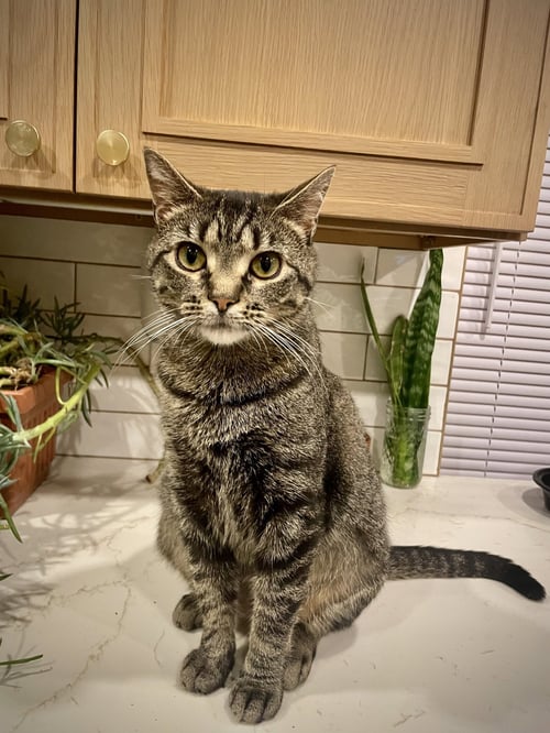 MARTY 2 YEARS AVAIALBLE 5/21 - Domestic Short Hair for adoption in Worcester