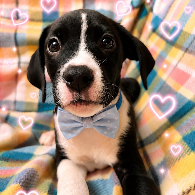 Chas 2 months male AVAILABLE 7/24 Image