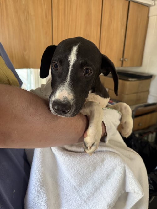 CARTER 3 MONTHS - Labrador Retriever for adoption in Nashua