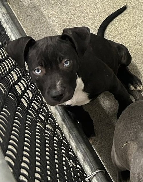 WILLOW 2 MONTHS - Labrador Retriever available for adoption