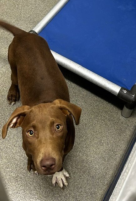 ALLIE 4 MONTHS AVAILABLE 8/19 - Labrador Retriever for adoption in Worcester