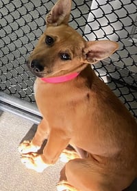 Ava 5 months - Photo 1