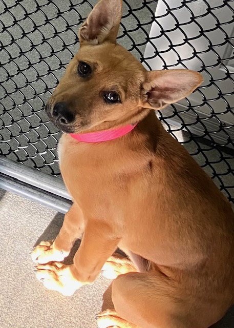 AVA 5 MONTHS - Shepherd available for adoption