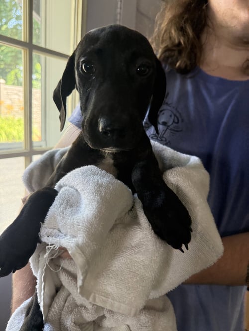 BETH 3 MONTHS - Labrador Retriever for adoption in Nashua